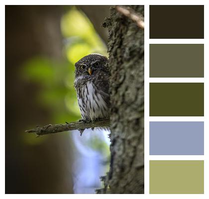 Eurasian Pygmy Owl Bird Owl Image